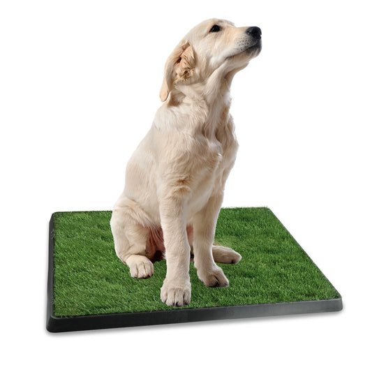 Dog sitting on a grass-like training pad with a white background